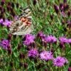 Summer's Swan Song Ironweed (Vernonia) -BloomNest Shop vernonia summer swan song american painted lady jim ault