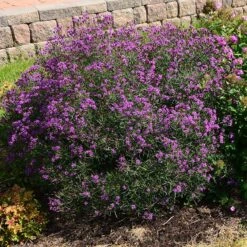 Summer's Swan Song Ironweed (Vernonia) -BloomNest Shop vernonia summer swan song garden jim ault