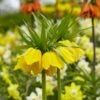 Yellow Crown Imperial -BloomNest Shop visi125414 fritillaria lutea cropped