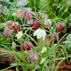Snake's Head Fritillary -BloomNest Shop visi26883 fritillaria meleagris0cropped
