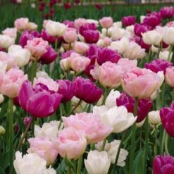 Double Late Tulip Mix 9 Double Late Tulip Mix -BloomNest Shop visi34696 double late tulip mix cropped