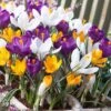 Dutch Crocus Mix 1 Dutch Crocus Mix -BloomNest Shop visi50590 dutch crocus mix cropped