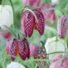 Snake's Head Fritillary -BloomNest Shop visi59755 fritillaria meleagris cropped