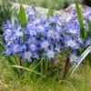 Blue Giant Glory Of The Snow -BloomNest Shop visi97989chionodoxa forbesii blue giant cropped