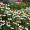 PowWow® White Echinacea -BloomNest Shop walers gardens echinacea powwow white