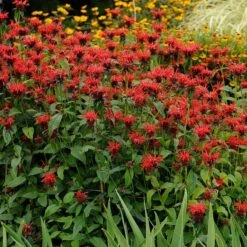 Jacob Cline Bee Balm -BloomNest Shop walters gardens monarda jacob cline cropped 1 1 1