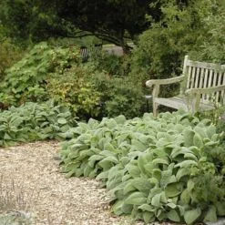 Helen Von Stein Lamb's Ear -BloomNest Shop walters gardens stachys helen von stein