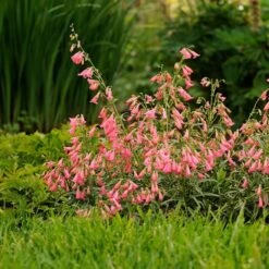 Elfin Pink Penstemon 8 Elfin Pink Penstemon -BloomNest Shop walters gardens penstemon elfin pink cropped 3