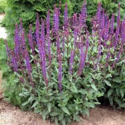 Caradonna Salvia -BloomNest Shop walters gardens salvia caradonna cropped 1