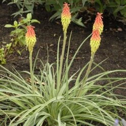 Fire Dance Red Hot Poker 10 Fire Dance Red Hot Poker -BloomNest Shop walters gardens kniphofia fire dance cropped