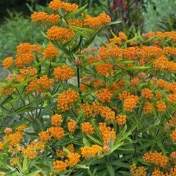 Butterfly Weed (Clay Form) -BloomNest Shop walters gardens asclepias tuberosa cropped 2