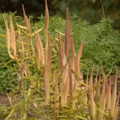 Butterfly Weed (Clay Form) -BloomNest Shop walters gardens asclepias tuberosa seed heads cropped