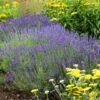 Hidcote Superior English Lavender 2 Hidcote Superior English Lavender -BloomNest Shop walters gardens lavandula hidcote cropped 2