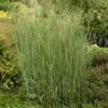 Heavy Metal Blue Switch Grass -BloomNest Shop walters gardens panicum heavy metal cropped