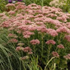 Autumn Fire Sedum 11 Autumn Fire Sedum -BloomNest Shop walters gardens sedum autumn fi