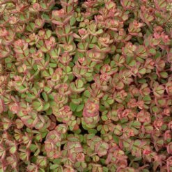 October Daphne Sedum -BloomNest Shop walters gardens sedum october daphne fall foliage closeup cropped