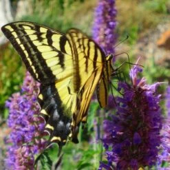 Blue Blazes Agastache 10 Blue Blazes Agastache -BloomNest Shop western swallowtail sipping agastache blue blazes 3