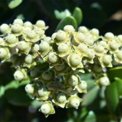 Ice Ballet Swamp Milkweed 10 Ice Ballet Swamp Milkweed -BloomNest Shop white ice ballet milkweed asclep