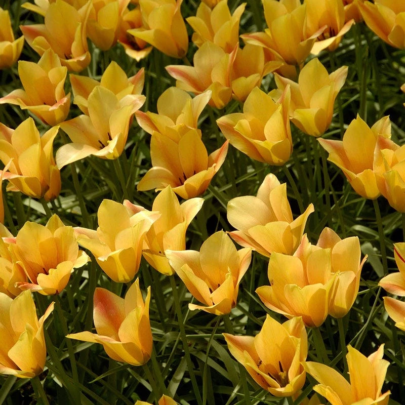 Bronze Charm Wildflower Tulip 3 Bronze Charm Wildflower Tulip