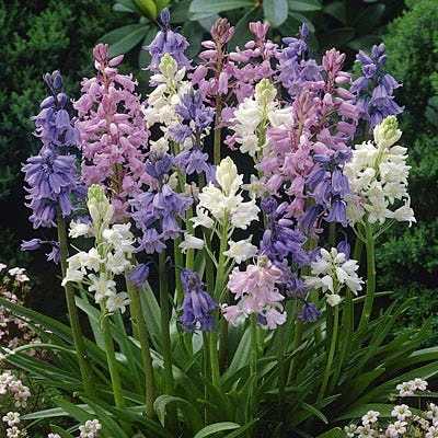 Wood Hyacinth Mix (Spanish Bluebells) 3 Wood Hyacinth Mix (Spanish Bluebells)