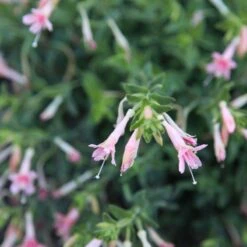 Woody's Peach Surprise Hummingbird Trumpet (Zauschneria) 7 Woody's Peach Surprise Hummingbird Trumpet (Zauschneria) -BloomNest Shop woody s peach surprise closeup cropped