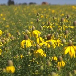 Little Prairie Native Wildflower Seed Mix -BloomNest Shop yellow prairie coneflower little prairie native mix