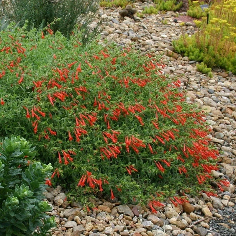 Orange Carpet® Creeping Hummingbird Trumpet (Zauschneria) 7 Orange Carpet® Creeping Hummingbird Trumpet (Zauschneria) - Image 5