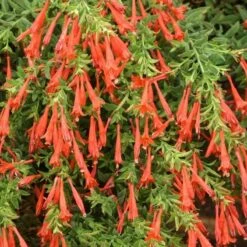 Orange Carpet® Creeping Hummingbird Trumpet (Zauschneria) 9 Orange Carpet® Creeping Hummingbird Trumpet (Zauschneria) -BloomNest Shop zauschneria garrettii orange carpet pat hayward plant select garden