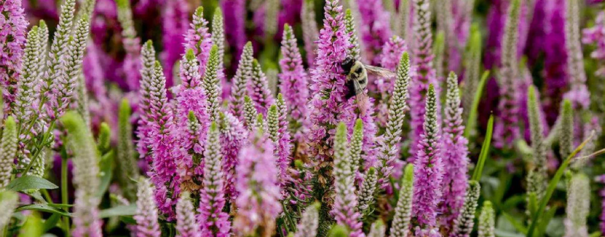 Front Page -BloomNest Shop banner906