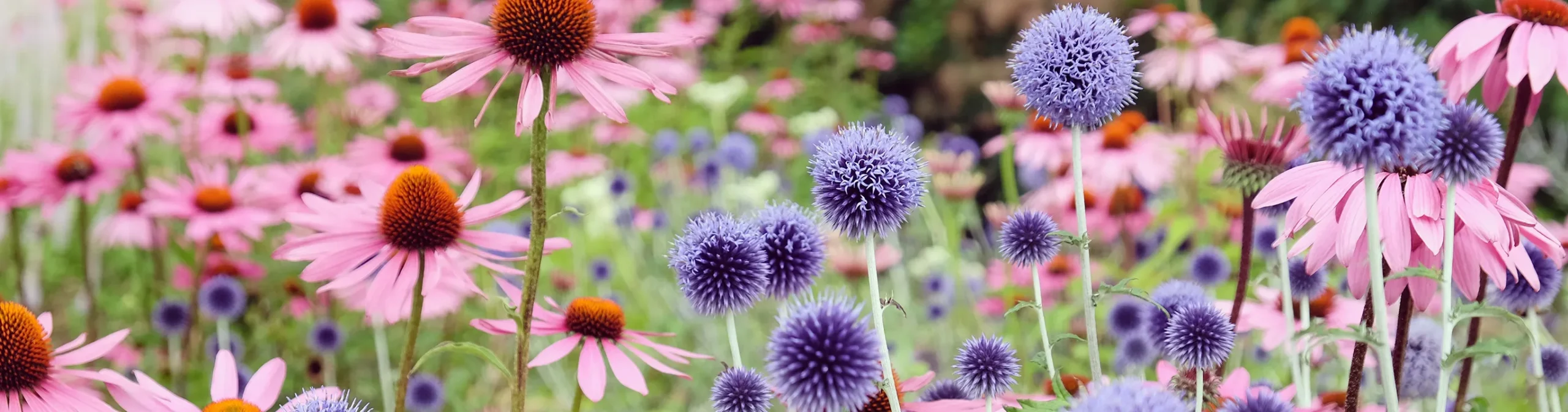 Front Page -BloomNest Shop banner931 scaled