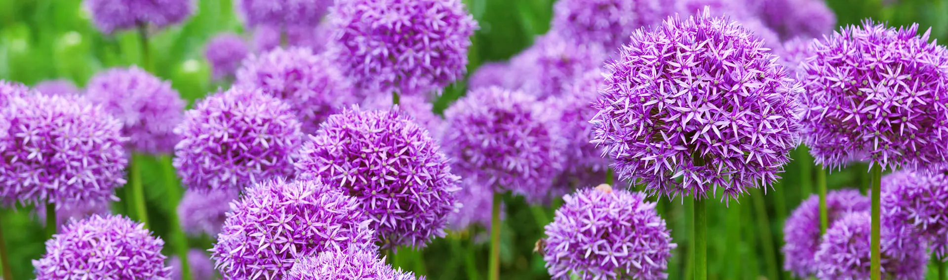 Front Page -BloomNest Shop banner934